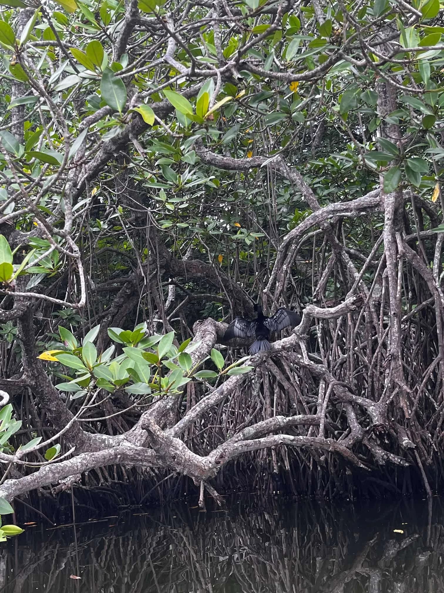 Discover Wildlife Wonders