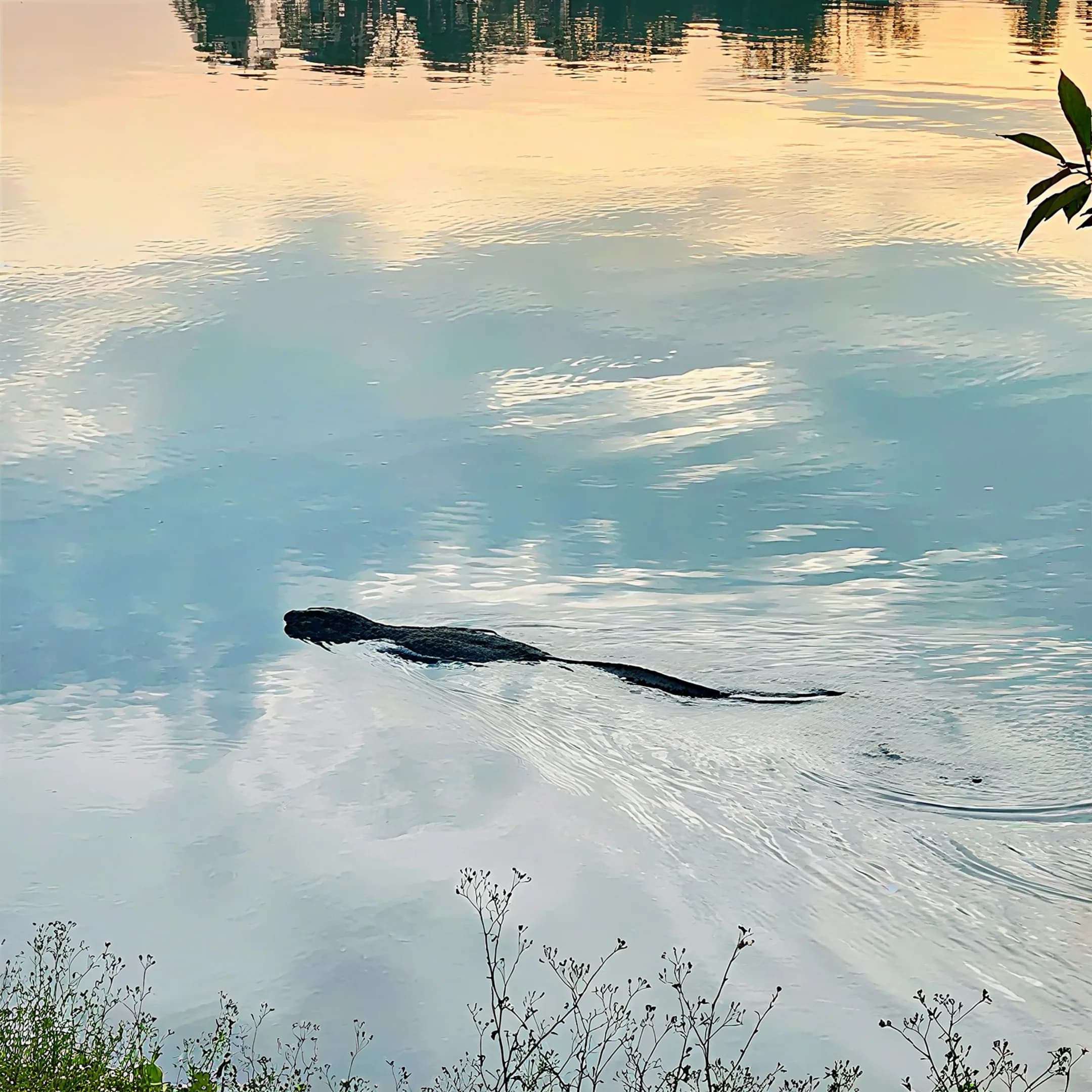 Wildlife Encounters: Beyond the Birds